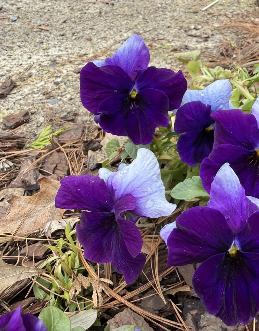Eye Tired Beds selected from Jennica Kassabian's plant and garden photography.