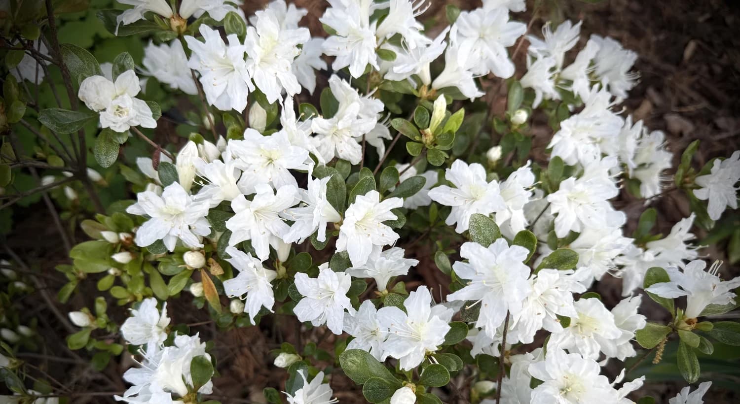 Hero Wide selected from Jennica Kassabian's plant and garden photography.
