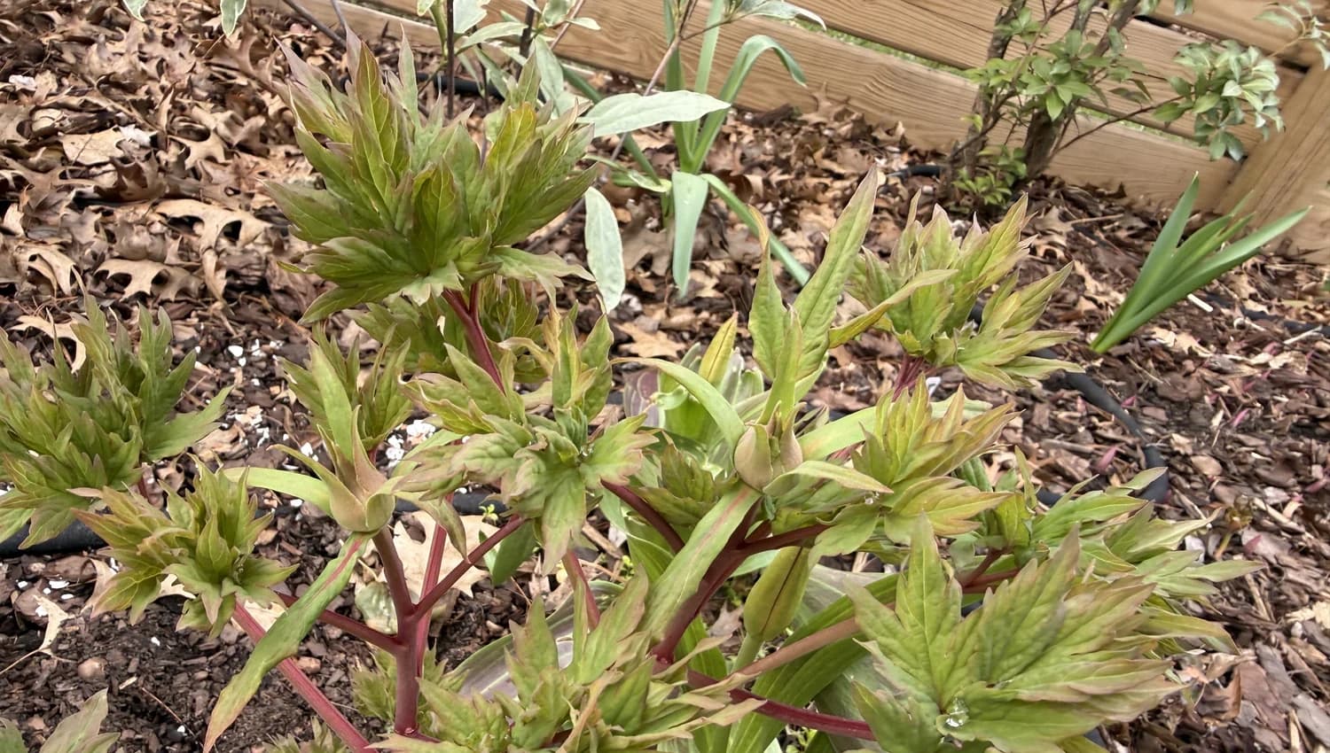 Inquiry Cta selected from Jennica Kassabian's plant and garden photography.