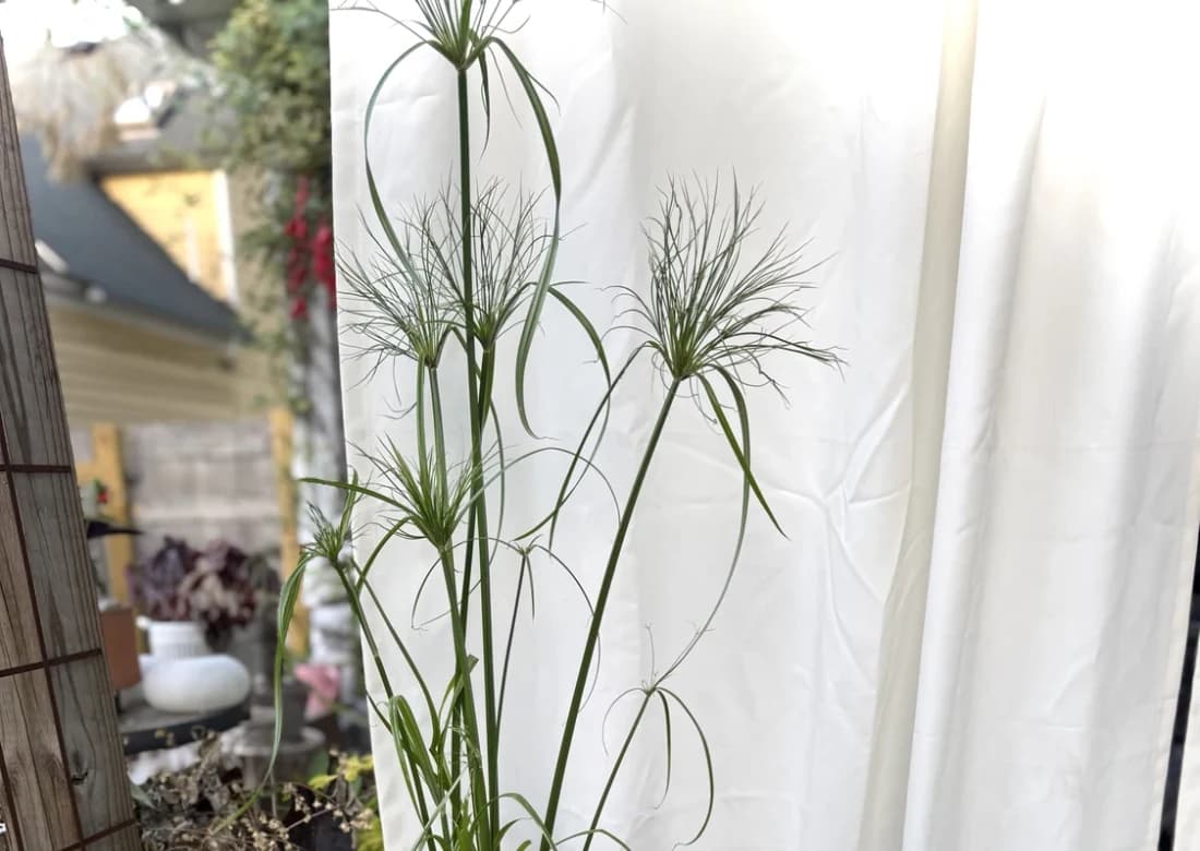 Intro Accent selected from Jennica Kassabian's plant and garden photography.