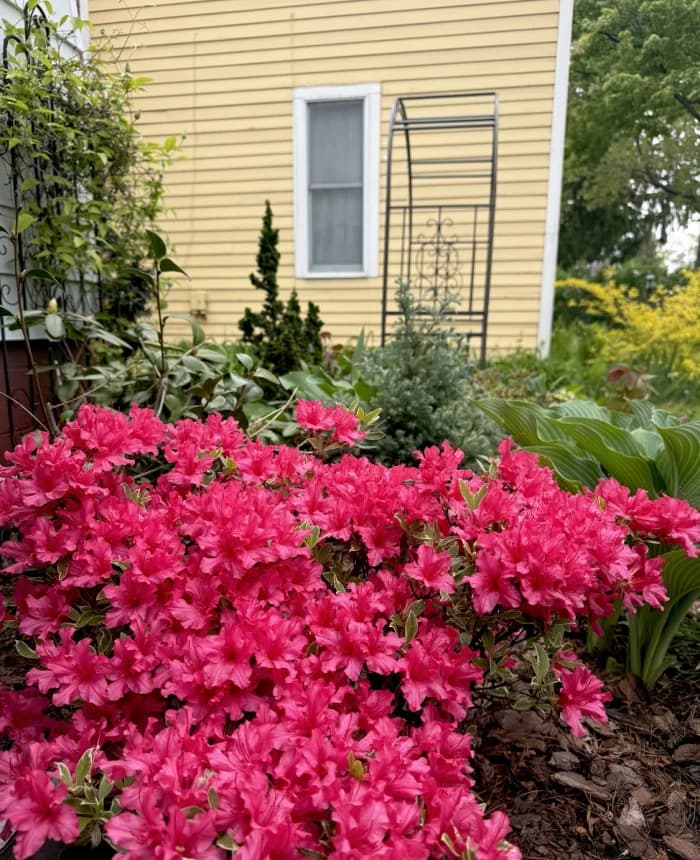 Palette Cottage selected from Jennica Kassabian's plant and garden photography.