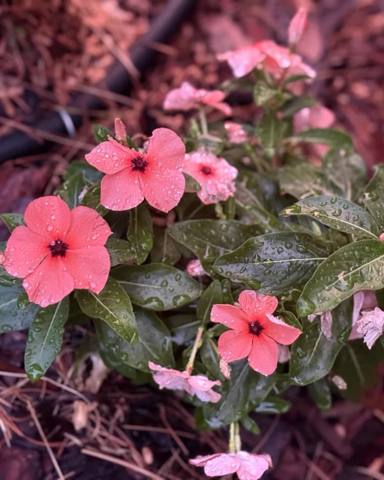 Study Color selected from Jennica Kassabian's plant and garden photography.