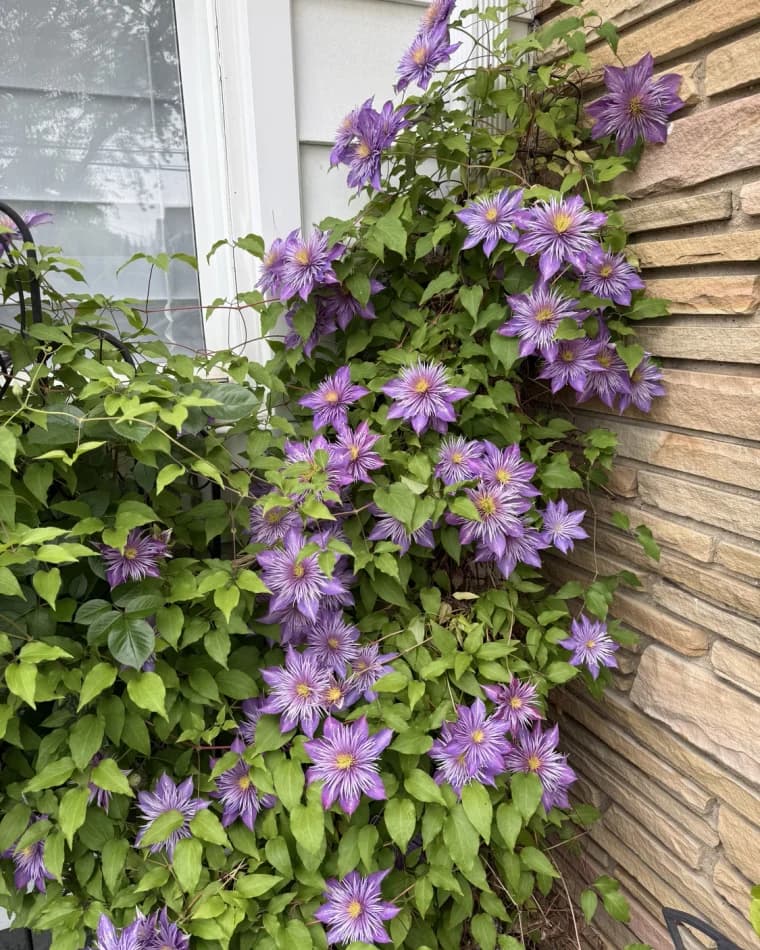 Study Problem selected from Jennica Kassabian's plant and garden photography.
